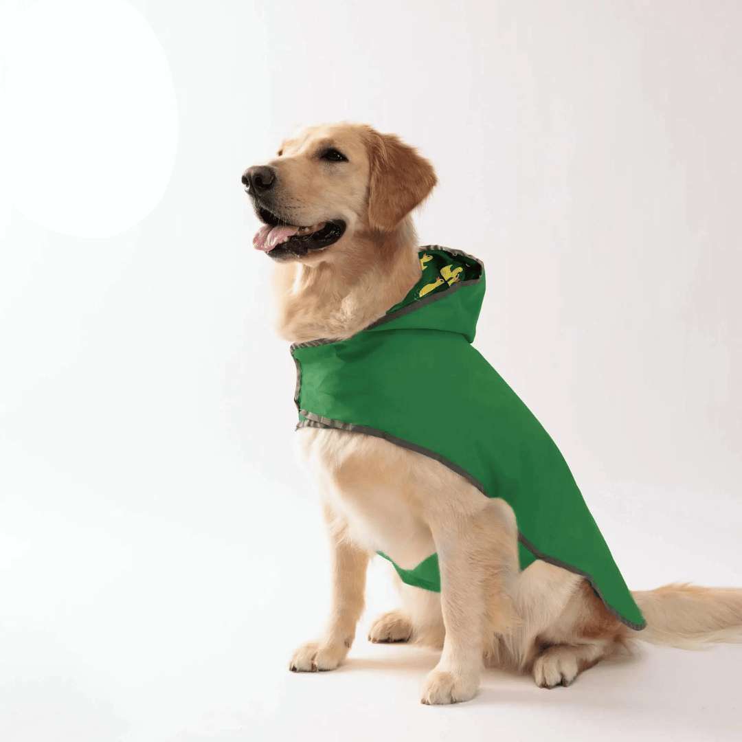 Come prendersi cura dell'impermeabile del tuo cane