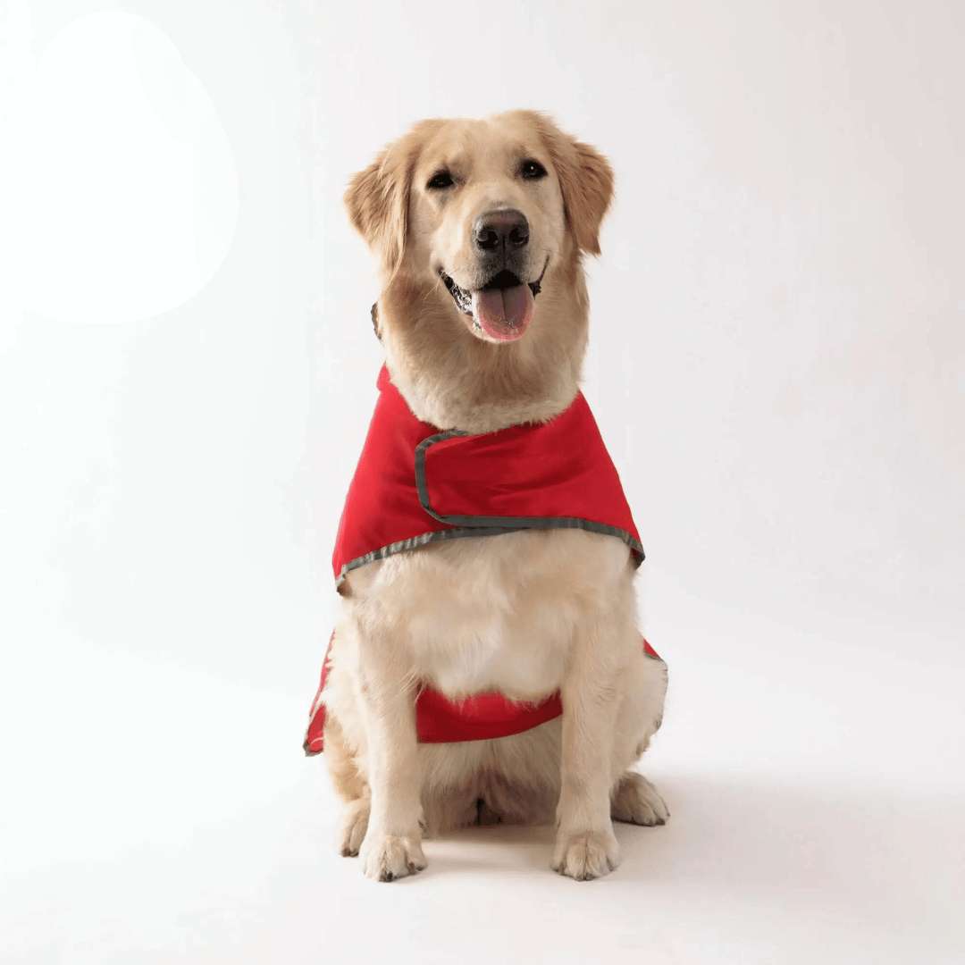 How Dog Raincoats Improved Pet Lives