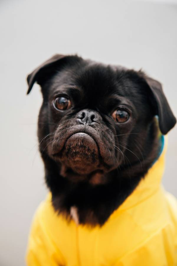Capas de chuva para cães: mantenha o seu companheiro seco, confortável e seguro