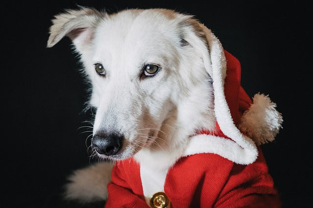 Die besten Wintermäntel für Hunde 2025: Top-Auswahl und Tipps zur Passform