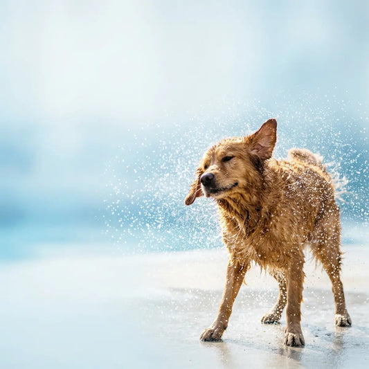 We Tested Nanobubble Baths: The Science Behind Chemical-Free Dog Grooming