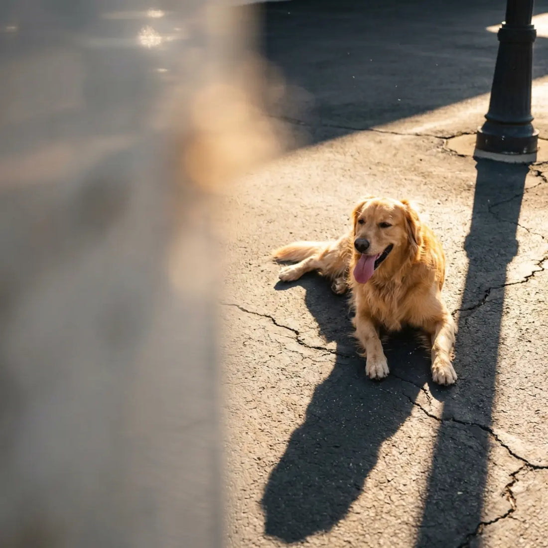 How to Recognize and Treat Dog Heatstroke Fast