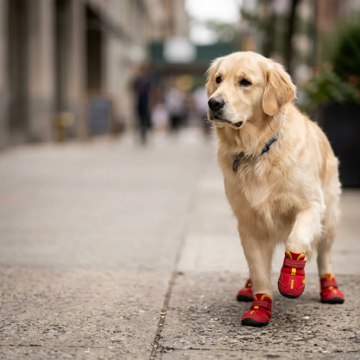 Golden retriever wearing red protective boots on a paved outdoor path