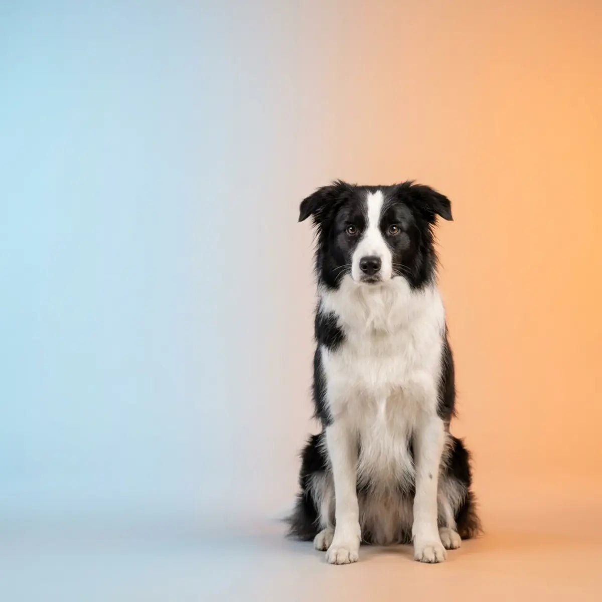 Bolsas de Gelo vs. Almofadas Térmicas: Quando Usar Terapia Térmica para Cães (Guia Aprovado por Veterinários)