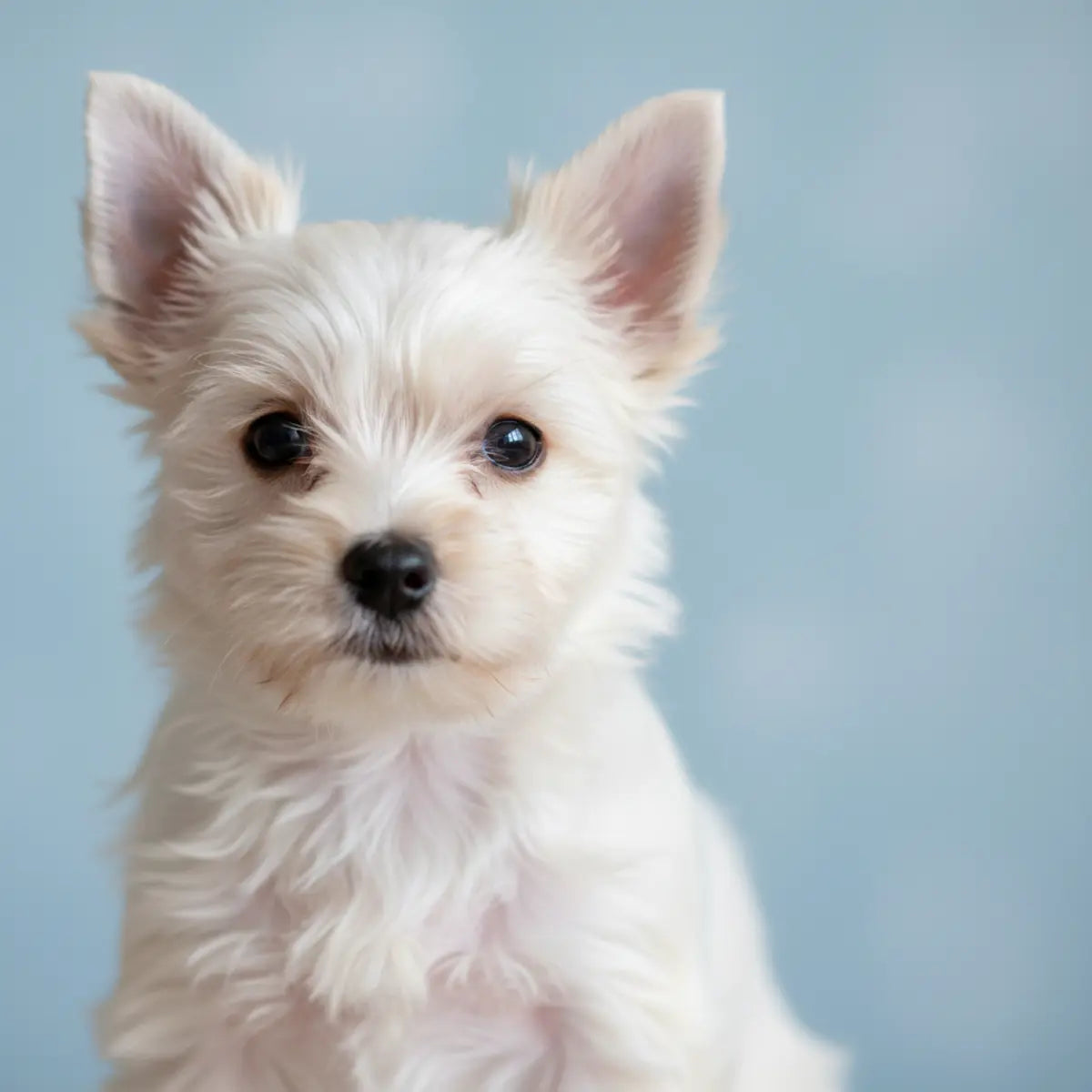 Portrait d'un petit chiot blanc sur fond bleu pâle