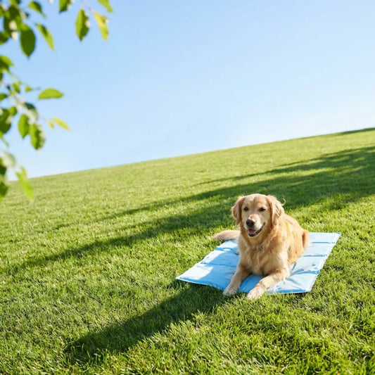 Best Dog Cooling Products for Summer: Mats, Vests, and Fans Compared
