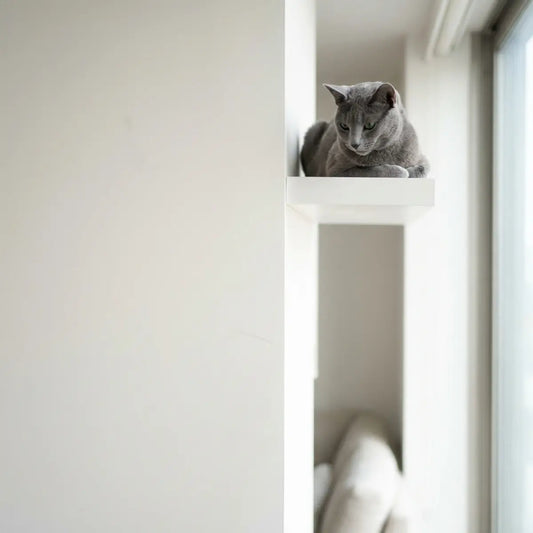 Vertical Territory for Cats: How High Spaces Reduce Anxiety