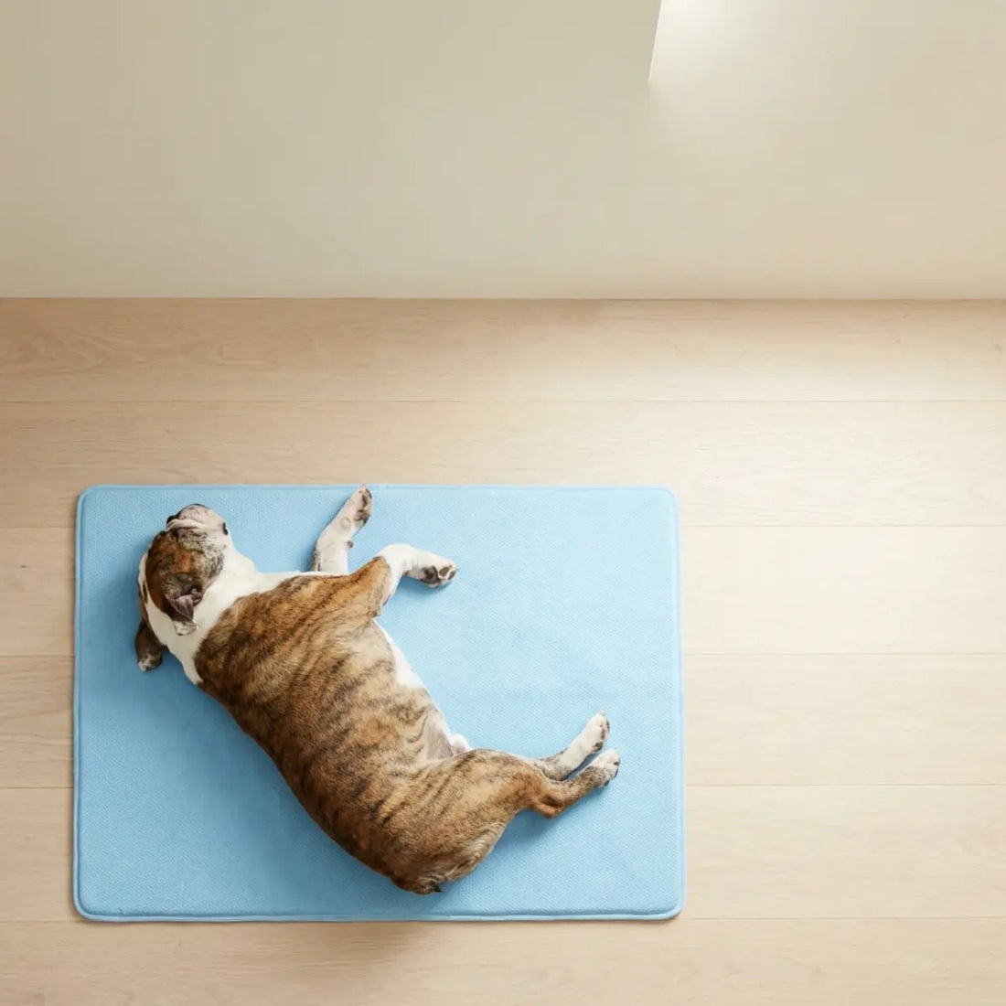 Paw Cool Oasis Bed Review: Best Cooling Comfort for Bulldogs