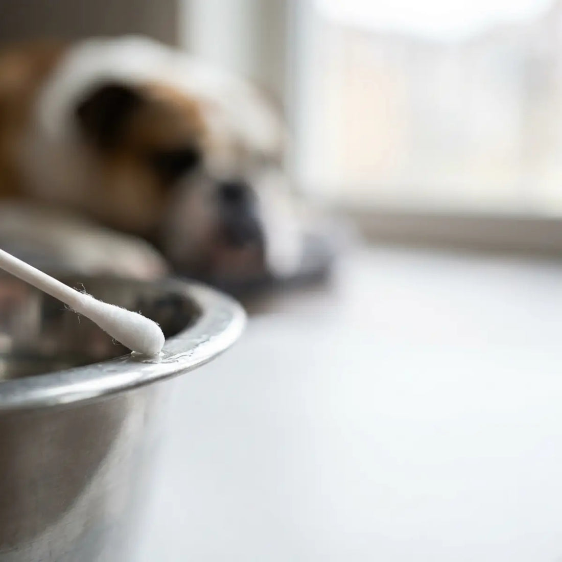 犬用ボウルを拭き取り検査しました：口唇皺襞皮膚炎の原因