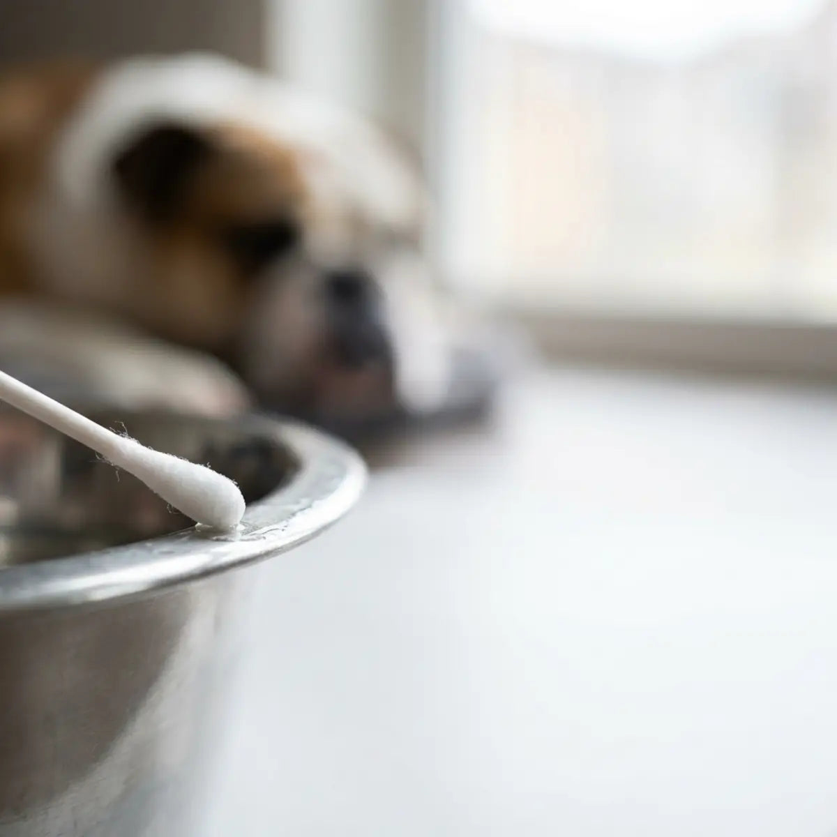Cotton swab checking a stainless-steel dog bowl during a pet hygiene review