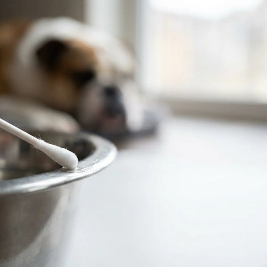 We Swabbed Dog Bowls: Lip Fold Dermatitis Causes