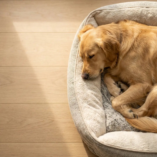 マットレスの中身を徹底解説：犬用ベッドの天然ラテックスと合成素材を比較
