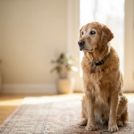 We Ranked Blind Dog Accessories by Safety Problem