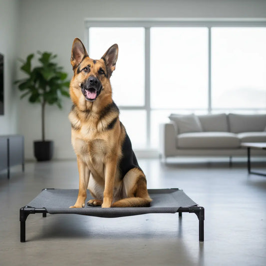 German shepherd seated on an elevated fabric dog bed