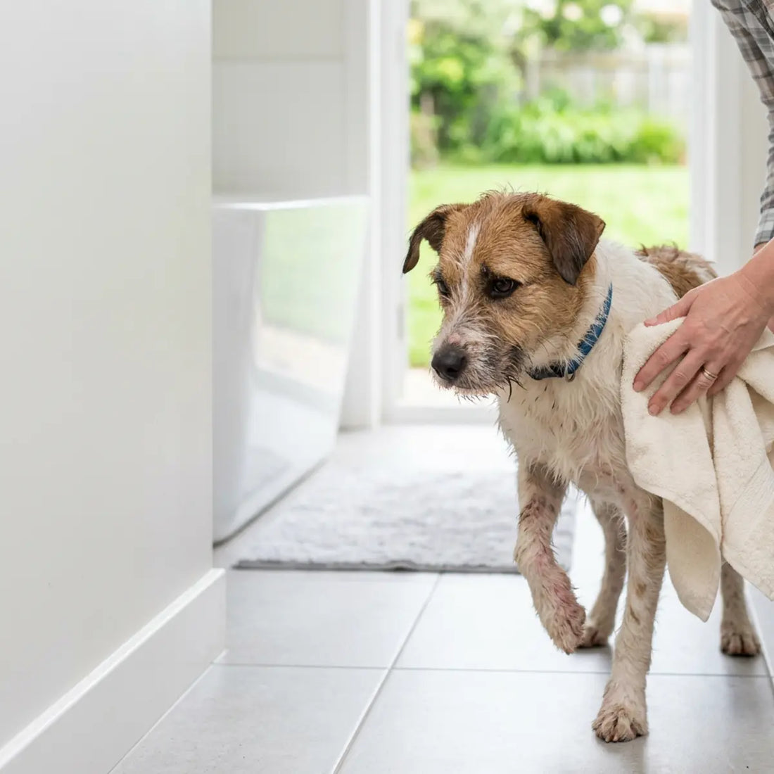 Nous avons conçu une routine de bain peu irritante pour les chiens qui se grattent