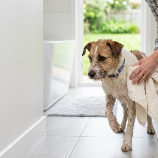 Nous avons conçu une routine de bain peu irritante pour les chiens qui se grattent