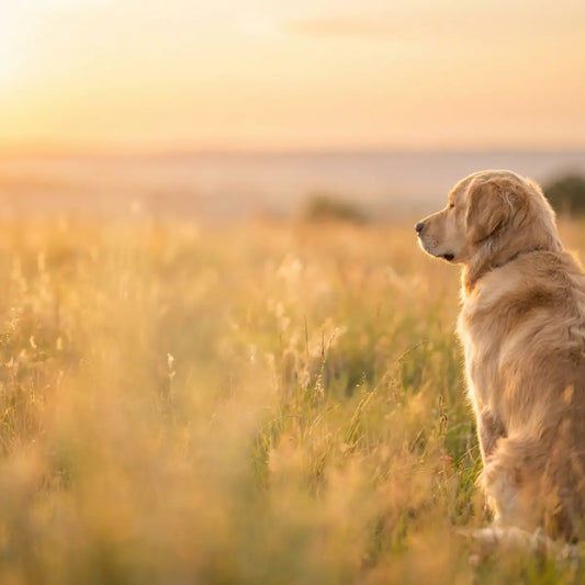The Gut-Brain Connection in Dogs: How Probiotics May Calm Anxiety Naturally