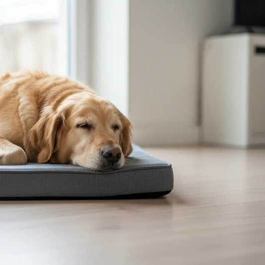 How Cooling Dog Beds Work & Help Arthritis-Viva Essence Pet