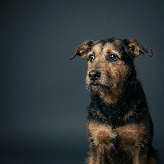 We Studied Trigger Stacking: Why Calm Dogs Suddenly React