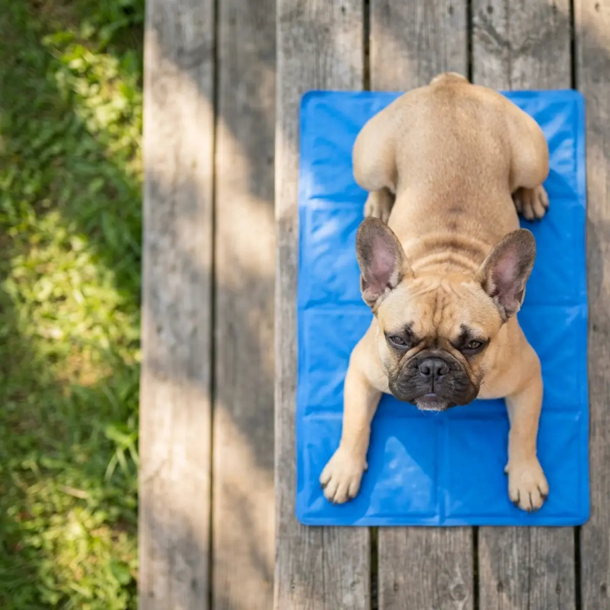 Reekleurige Franse bulldog die buiten op een blauw Paw Cool Oasis-waterbed ligt