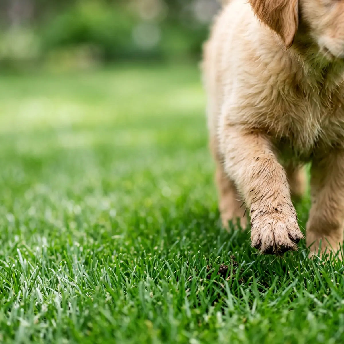 Dog paw stepping on grass during an outdoor walk