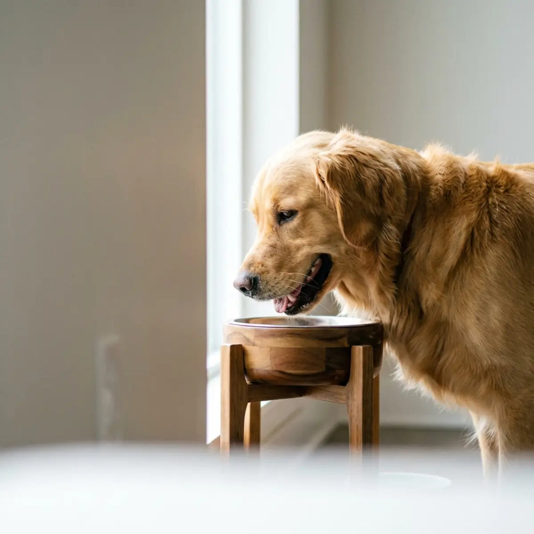 The Truth About Elevated Dog Bowls: Vet-Backed Guide to Better Digestion & Joint Comfort
