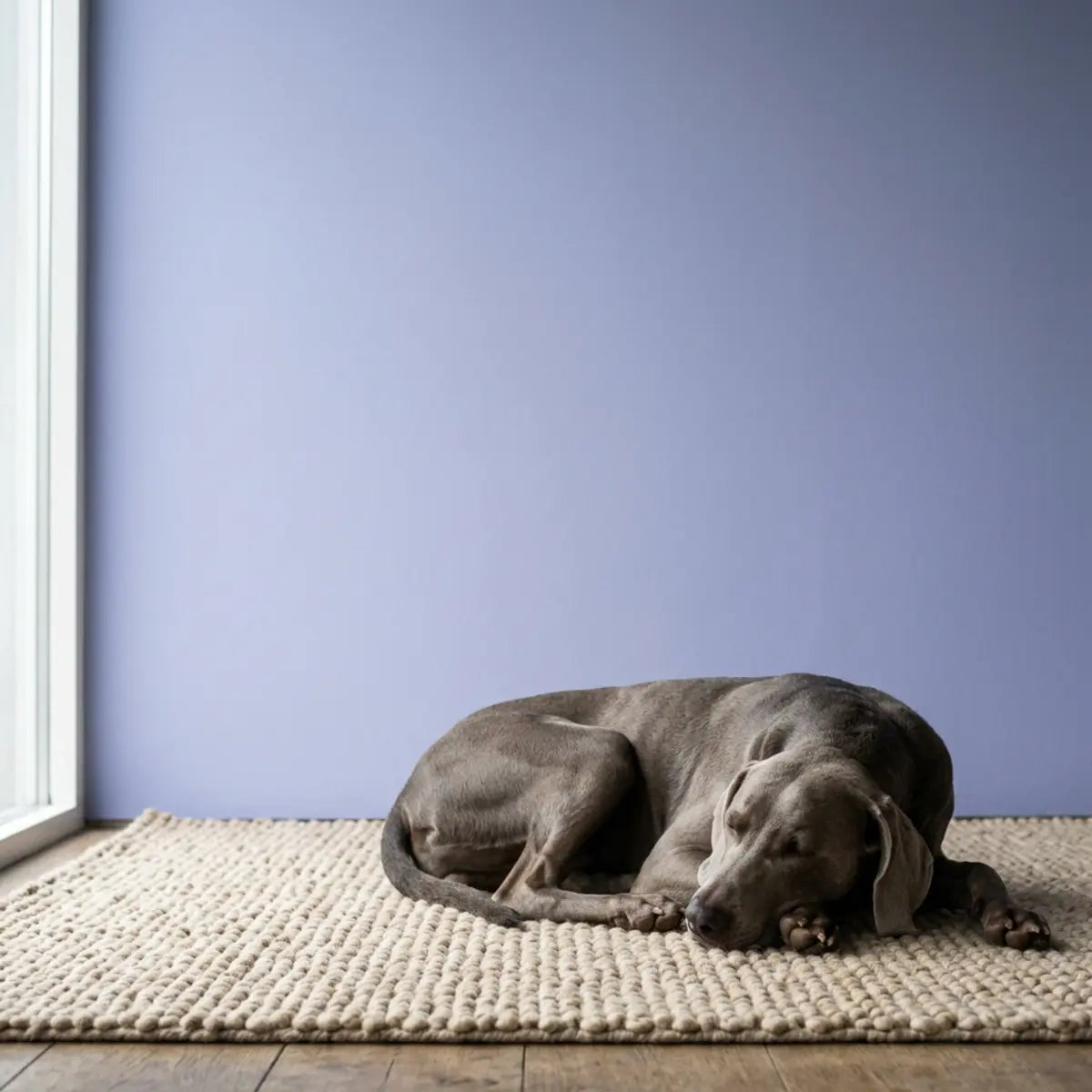 We Tested Color Psychology: The Calm Effect of Hues on Dogs