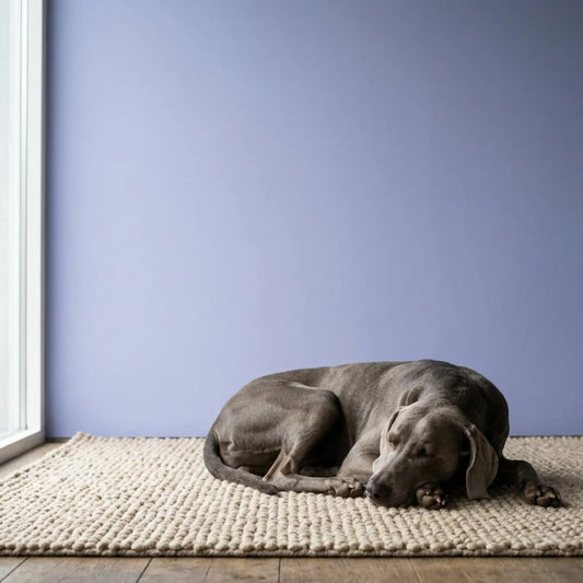 We Tested Color Psychology: The Calm Effect of Hues on Dogs