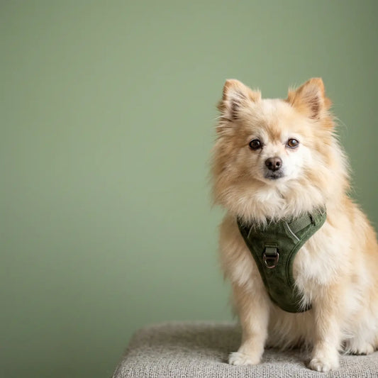 We Evaluated Safer Gear for Collapsed Trachea Dogs