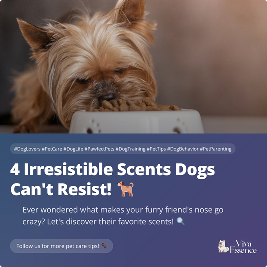 4 Irresistible Scents Dogs Can't Resist! 🐕