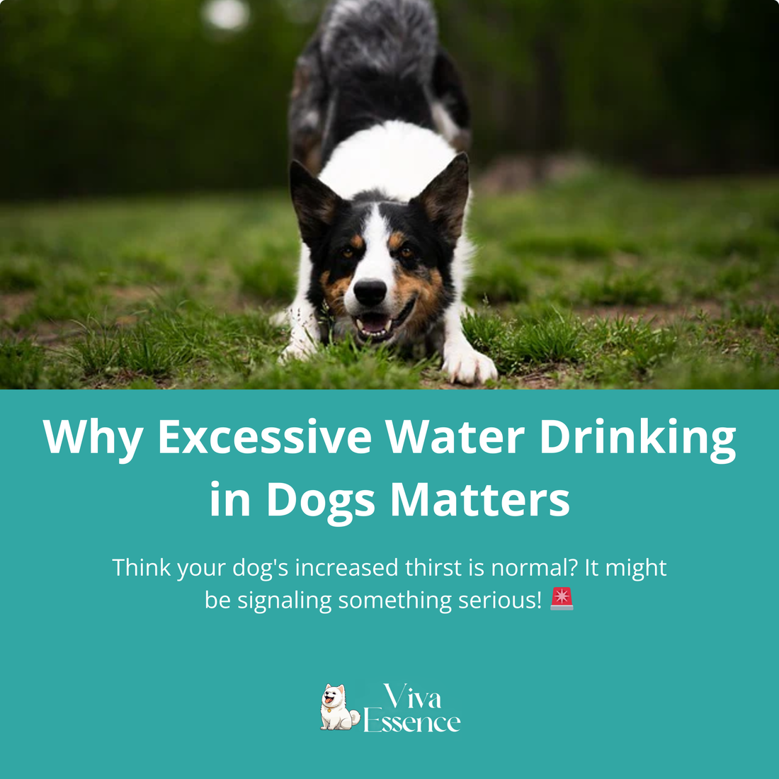 Why Excessive Water Drinking in Dogs Matters