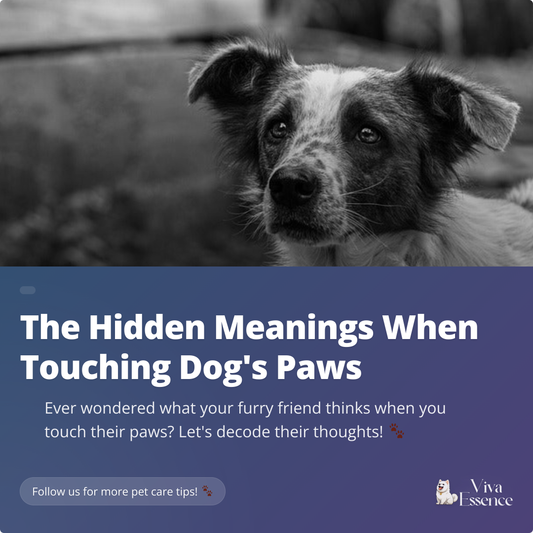 The Hidden Meanings When Touching Dog's Paws