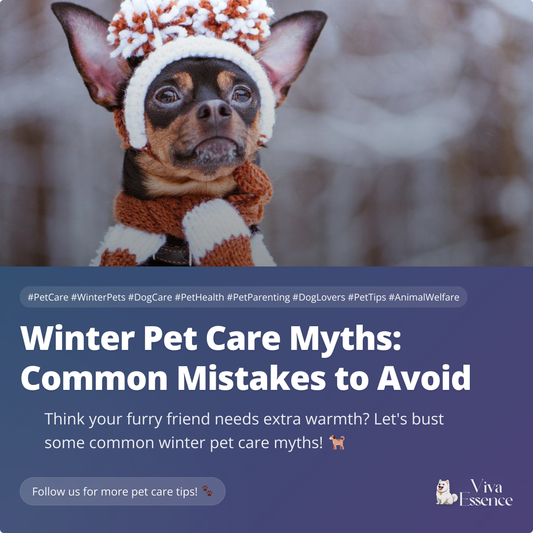 Winter Pet Care Myths: Common Mistakes to Avoid