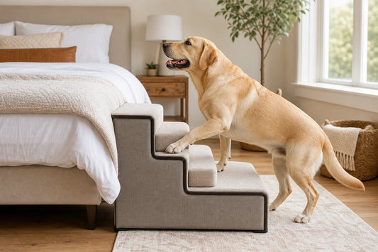 Labrador stepping onto wide indoor pet stairs beside a bed