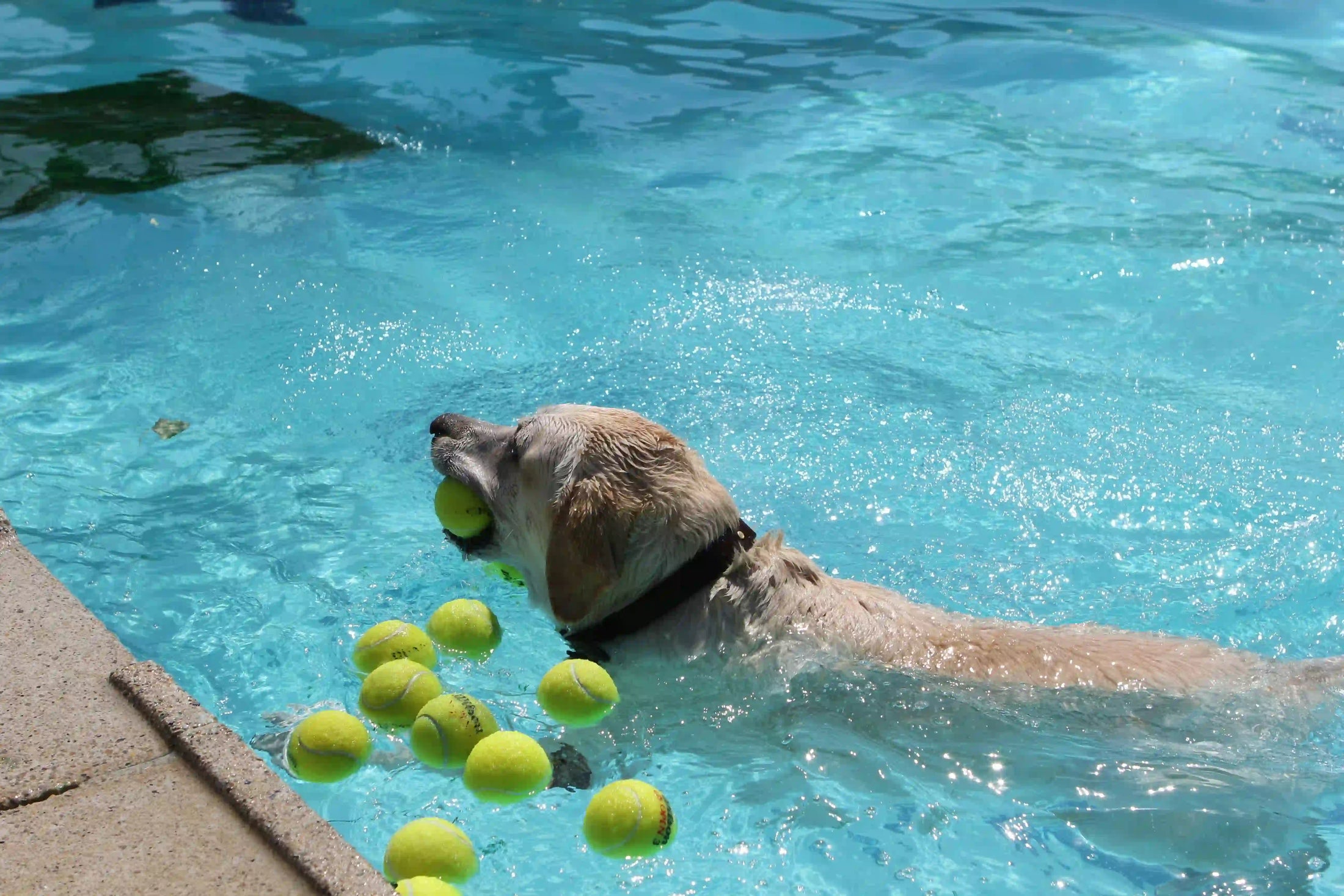 Consejos para mantener a tu perro fresco en el caluroso verano
