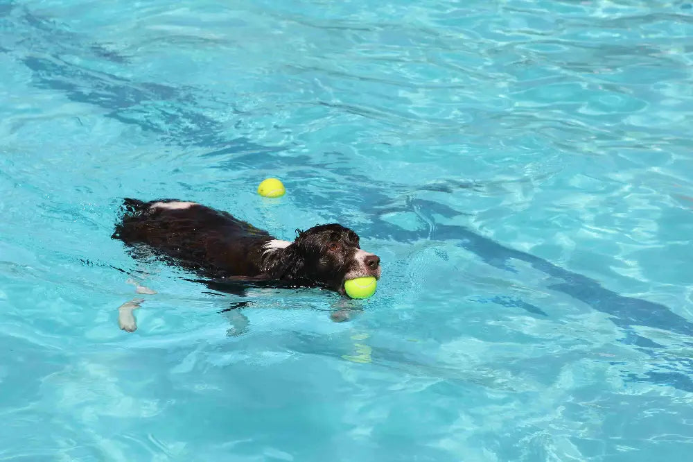 Der Sommerhitze trotzen: Was jeder Hundebesitzer wissen sollte