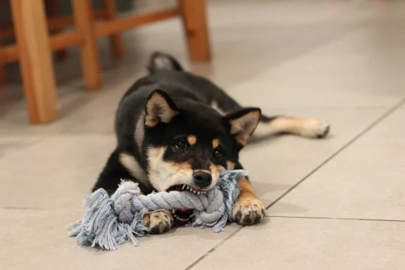 Como manter o seu cão interessado com brinquedos de enriquecimento