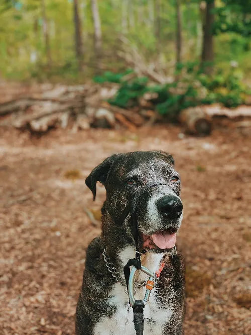 Capire la sindrome del cane anziano: una guida completa per chi se ne prende cura