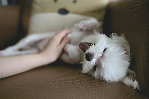 Massaggiatori per cani e gatti | La guida definitiva alla cura degli animali