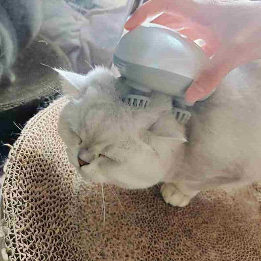 Why Every Cat Needs a Massager: Health Benefits & Tips