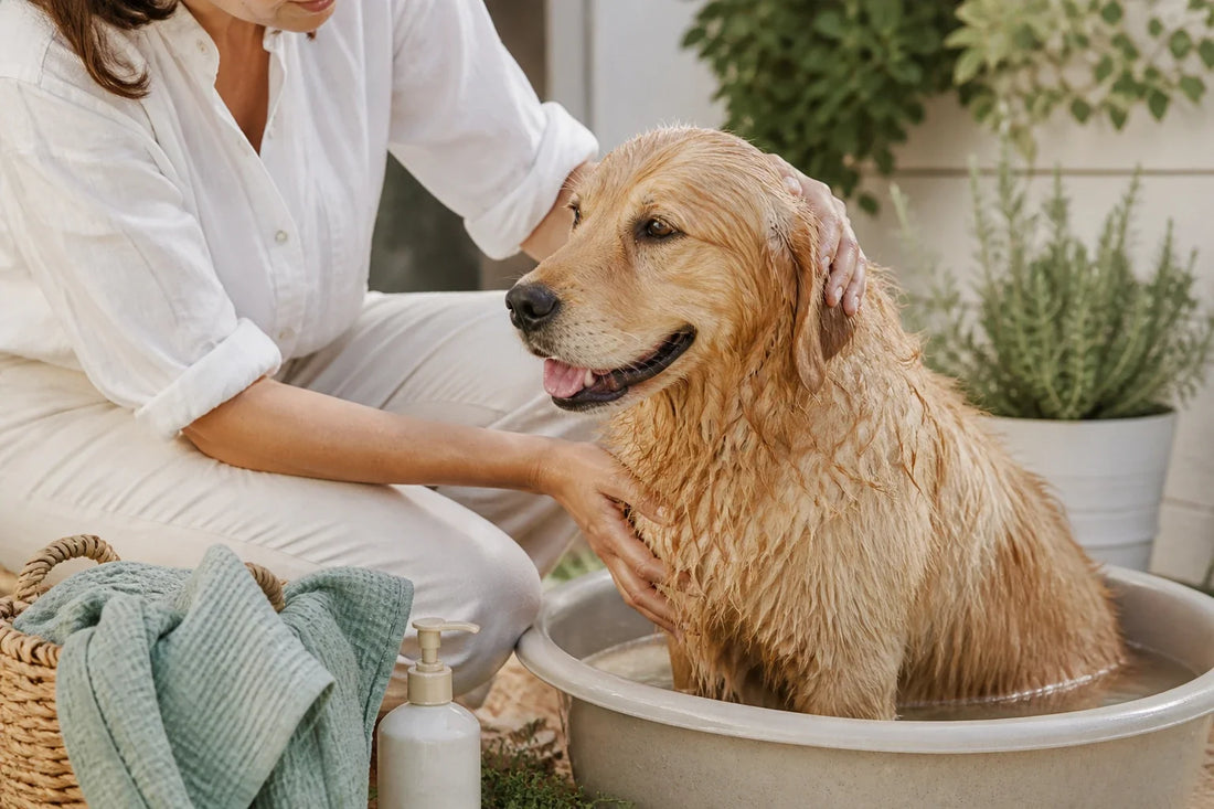 We Built a Low-Irritant Bath Schedule for Itchy Dogs