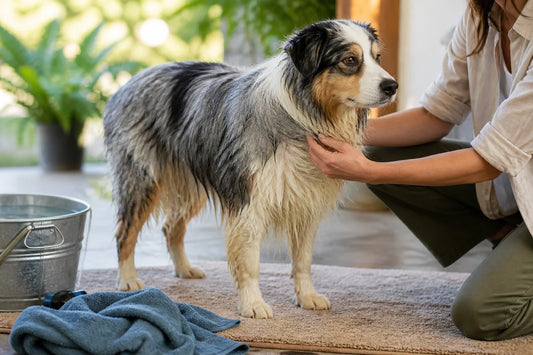 Un retriever doré mouillé se tient calmement sur une grande serviette après une baignade en extérieur en toute sécurité, tandis qu’une personne tamponne doucement le poil de son poitrail