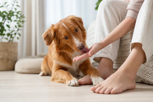 Dog licking a person's hand while sitting indoors
