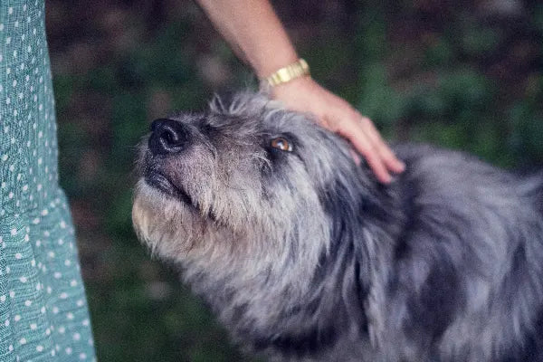 Cómo cuidar a tu perro mayor