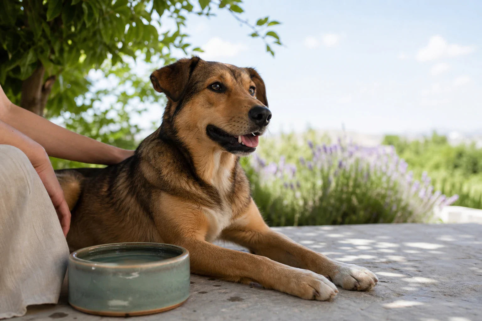 Dog resting in shade beside a clean water bowl during a warm day