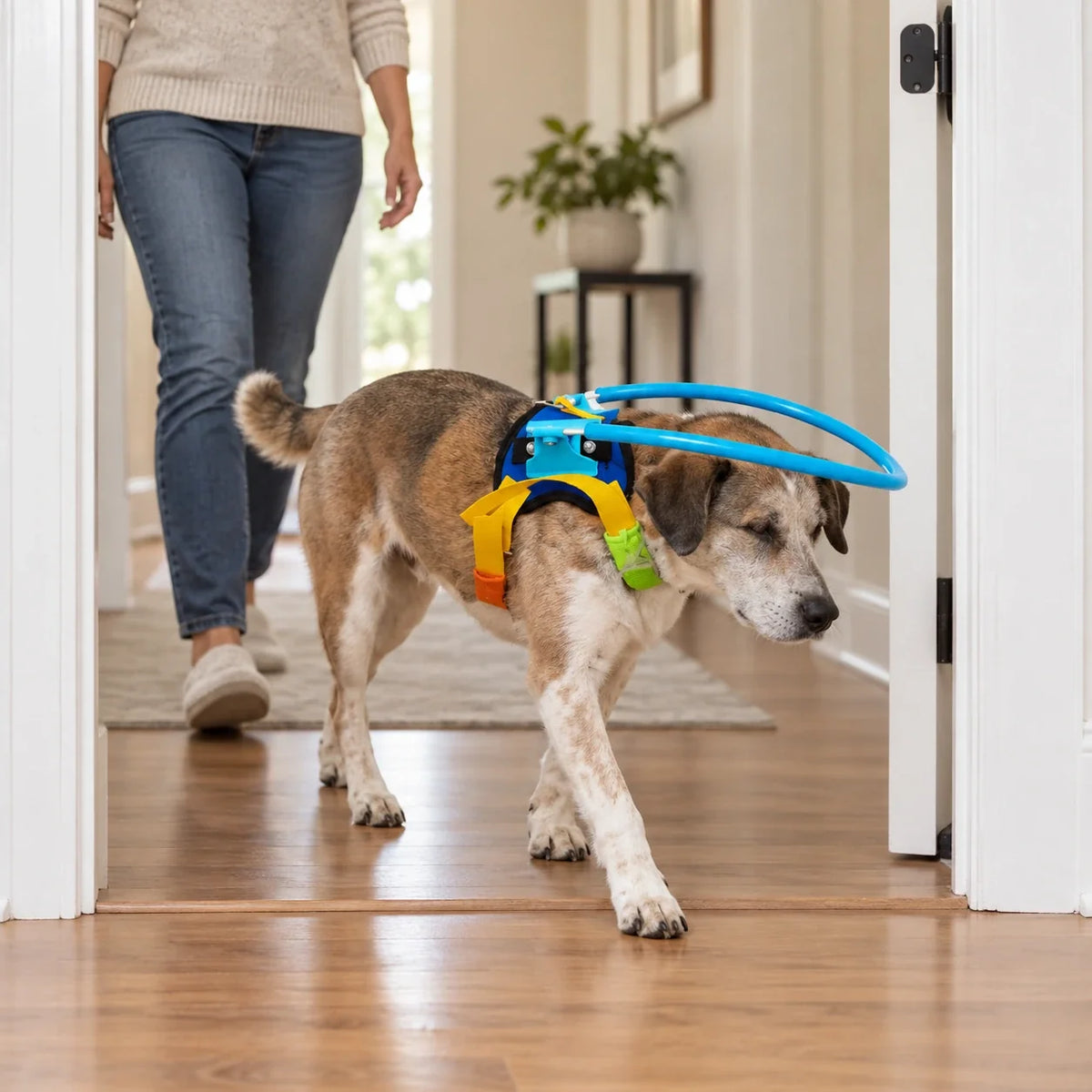 目の見えない犬の緊急時対応プラン：避難が必要になる前に練習する