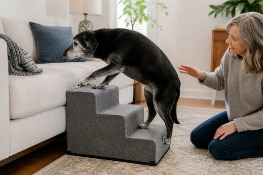 Senior dog using padded stairs to reach a sofa