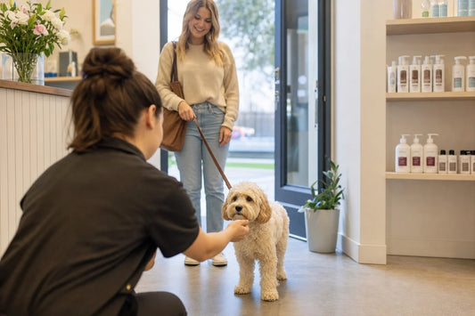 Junger Cavapoo-Welpe kommt mit einer Betreuungsperson ruhig in einem professionellen Hundesalon an