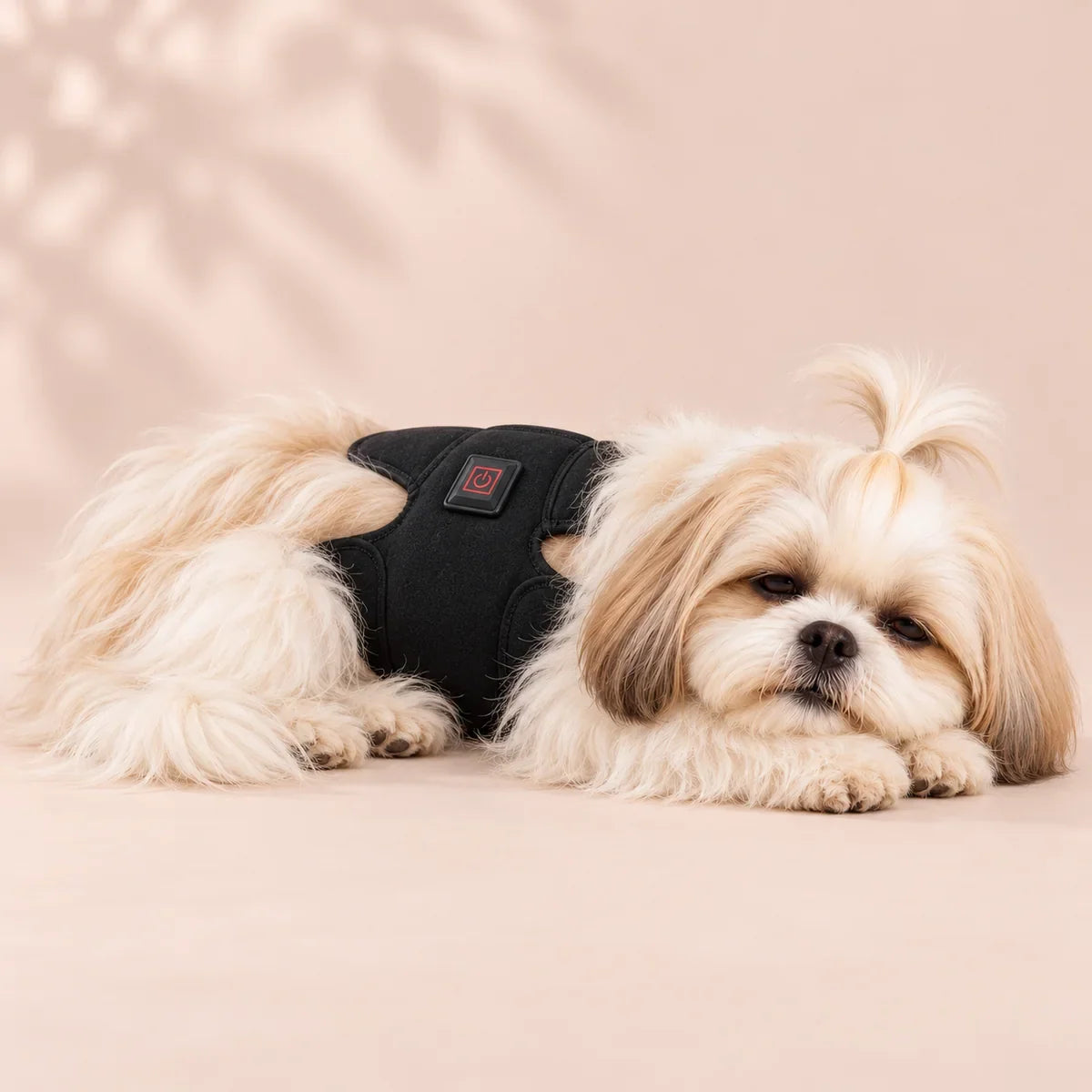 A Shih Tzu with the LumaWrap Red Light Pet Wrap