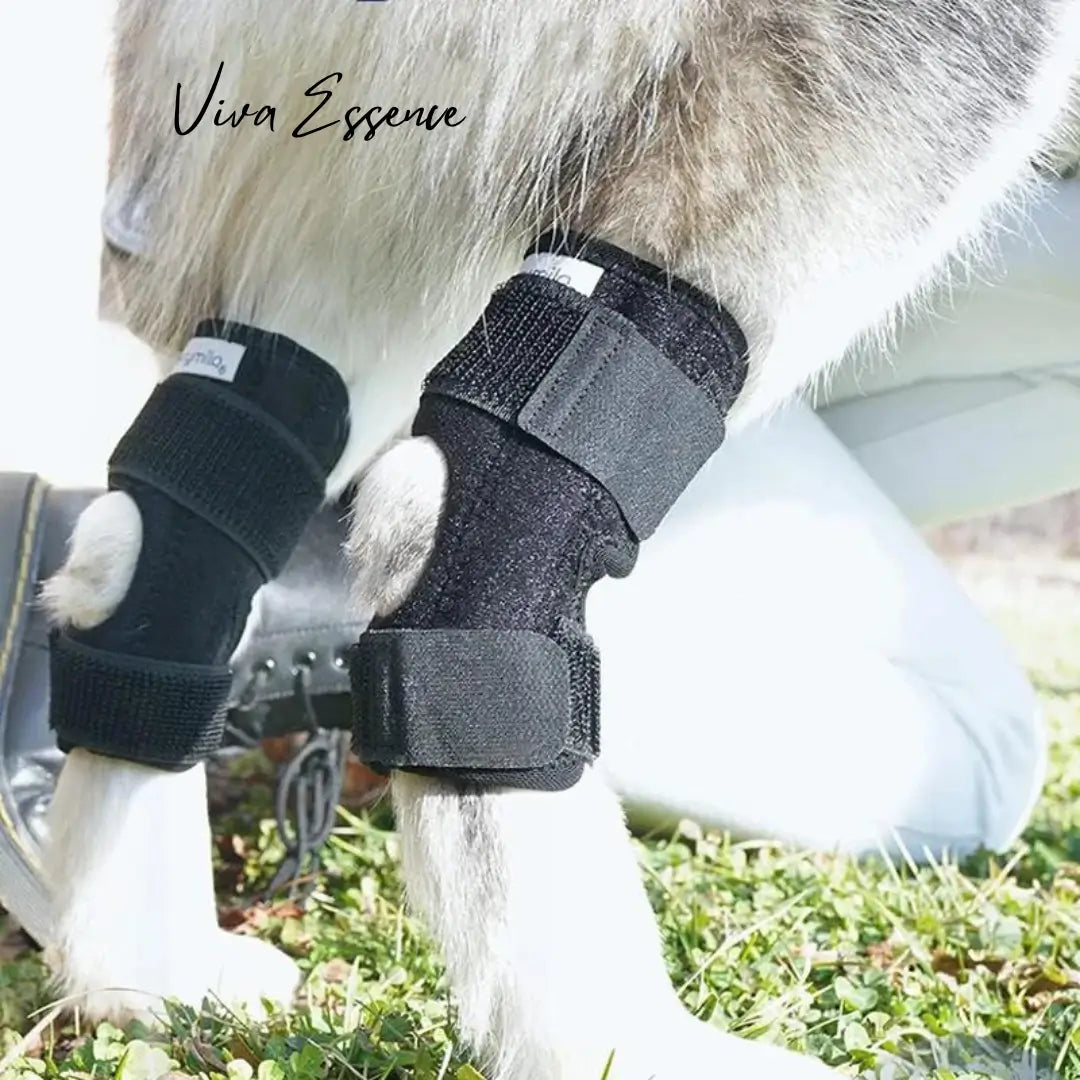 Adjustable canine hock brace shown with single or pair support options - vivaessencepet